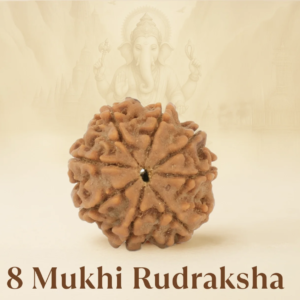 Original Siddh 8 Mukhi Rudraksha